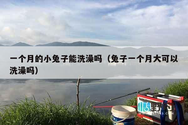一个月的小兔子能洗澡吗（兔子一个月大可以洗澡吗）