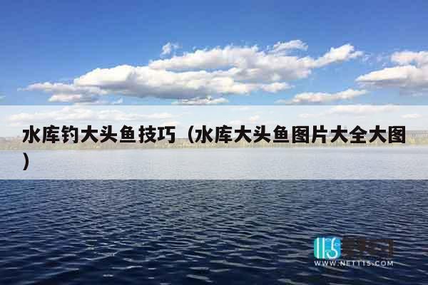 水库钓大头鱼技巧（水库大头鱼图片大全大图）