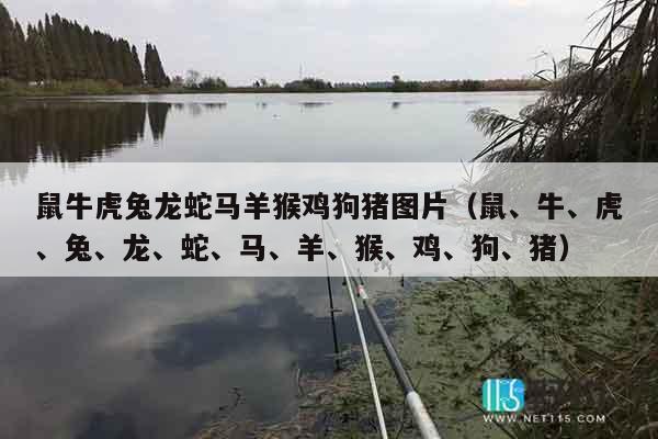 鼠牛虎兔龙蛇马羊猴鸡狗猪图片（鼠、牛、虎、兔、龙、蛇、马、羊、猴、鸡、狗、猪）