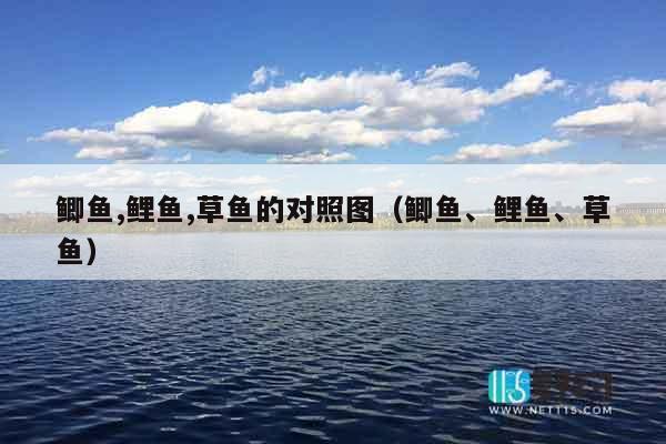 鲫鱼,鲤鱼,草鱼的对照图（鲫鱼、鲤鱼、草鱼）