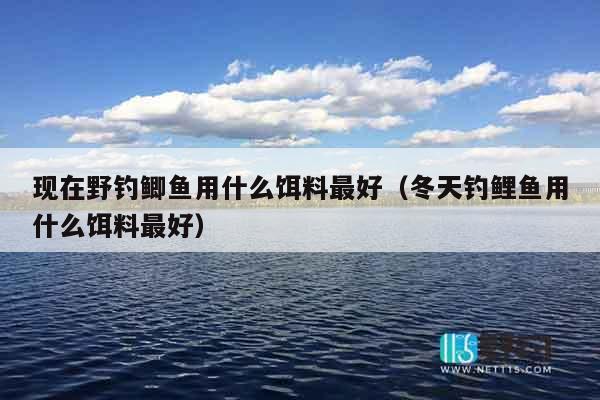 现在野钓鲫鱼用什么饵料最好（冬天钓鲤鱼用什么饵料最好）