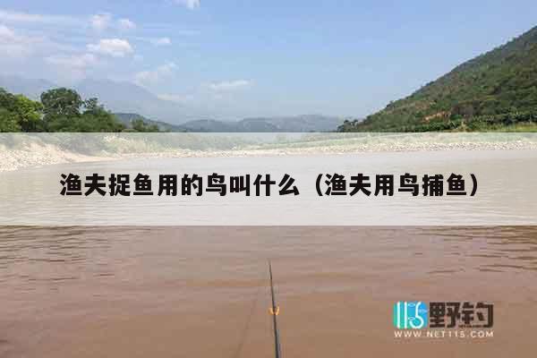 渔夫捉鱼用的鸟叫什么（渔夫用鸟捕鱼）