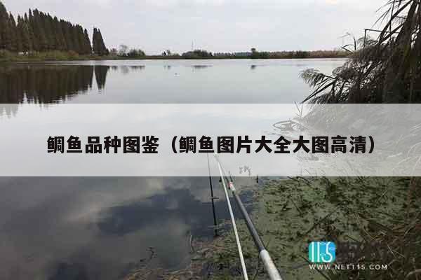 鲷鱼品种图鉴（鲷鱼图片大全大图高清）