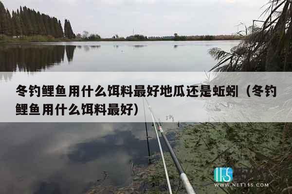 冬钓鲤鱼用什么饵料最好地瓜还是蚯蚓（冬钓鲤鱼用什么饵料最好）