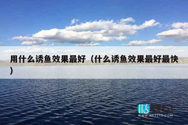 用什么诱鱼效果最好（什么诱鱼效果最好最快）