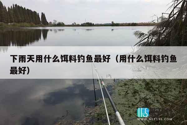 下雨天用什么饵料钓鱼最好（用什么饵料钓鱼最好）