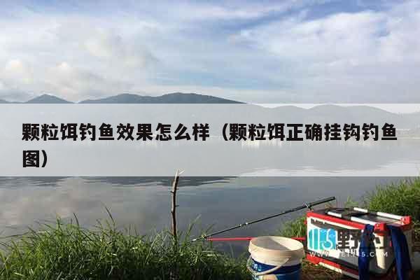 颗粒饵钓鱼效果怎么样（颗粒饵正确挂钩钓鱼图）