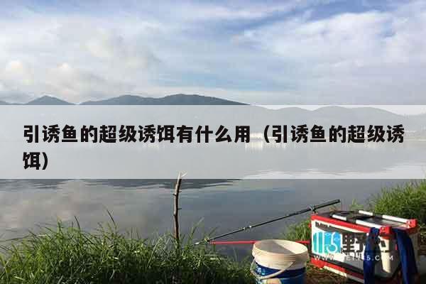 引诱鱼的超级诱饵有什么用（引诱鱼的超级诱饵）