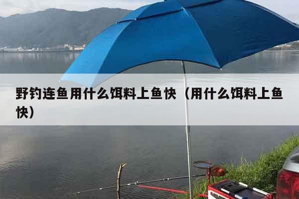 野钓连鱼用什么饵料上鱼快（用什么饵料上鱼快）