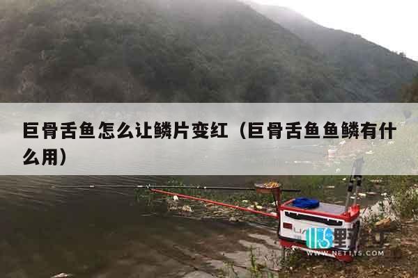 巨骨舌鱼怎么让鳞片变红（巨骨舌鱼鱼鳞有什么用）