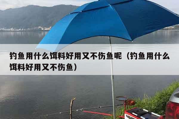 钓鱼用什么饵料好用又不伤鱼呢（钓鱼用什么饵料好用又不伤鱼）