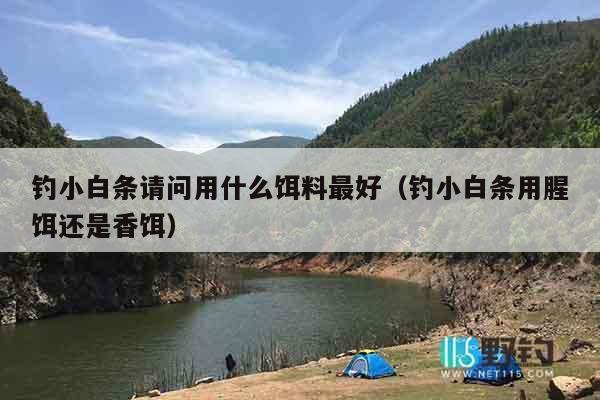 钓小白条请问用什么饵料最好（钓小白条用腥饵还是香饵）