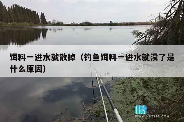 饵料一进水就散掉（钓鱼饵料一进水就没了是什么原因）
