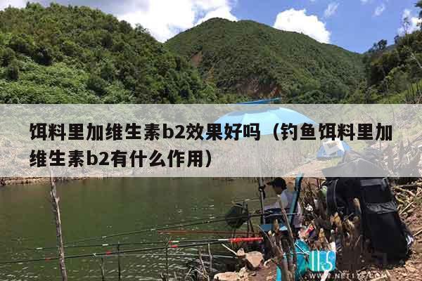 饵料里加维生素b2效果好吗（钓鱼饵料里加维生素b2有什么作用）