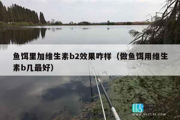 鱼饵里加维生素b2效果咋样（做鱼饵用维生素b几最好）