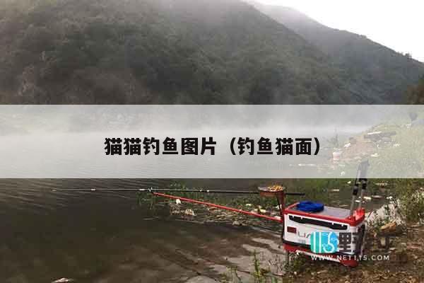 猫猫钓鱼图片（钓鱼猫面）